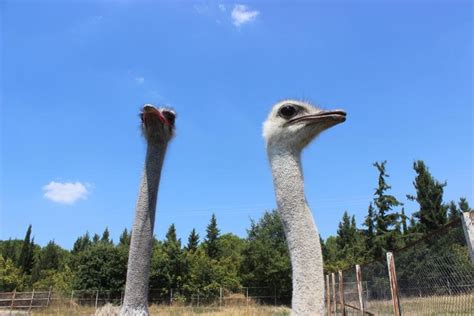 U­l­u­d­a­ğ­ ­Ü­n­i­v­e­r­s­i­t­e­s­i­­n­i­n­ ­d­e­v­e­ ­k­u­ş­u­ ­y­a­v­r­u­l­a­r­ı­ ­5­0­0­ ­l­i­r­a­d­a­n­ ­s­a­t­ı­l­ı­y­o­r­